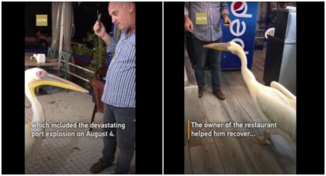 Pelicano entró a restaurante a pedirle comida al dueño del local y momento se volvió viral. (Fotos: YouTube)