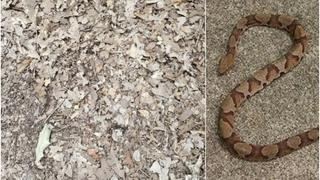 En un minuto: ¿podrás encontrar a la serpiente ‘cabeza de cobre’ en la imagen?