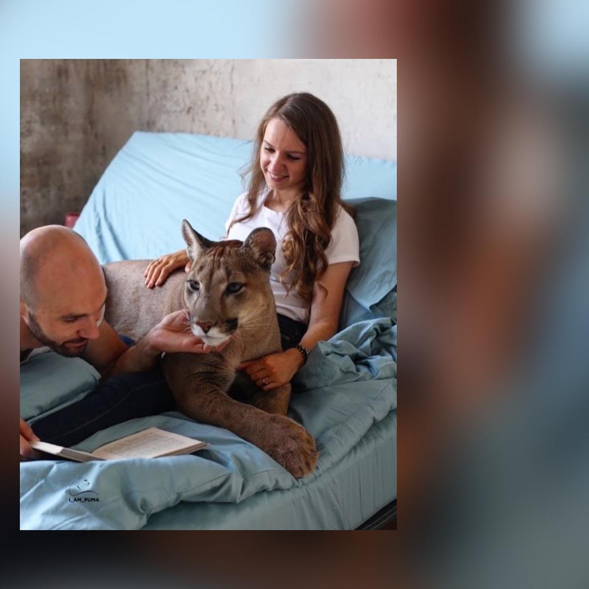 | Instagram | Viral | el puma adoptado que se cree mascota y vive cuerpo de rey | Rusia | México | España | Argentina | | Mascotas