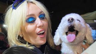 No aguantó la emoción: Perrita conoce a Miley Cyrus tras concierto y su reacción es viral 