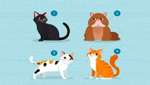 TEST VISUAL | En esta imagen hay muchos gatos. Tienes que quedarte con uno. (Foto: namastest.net)