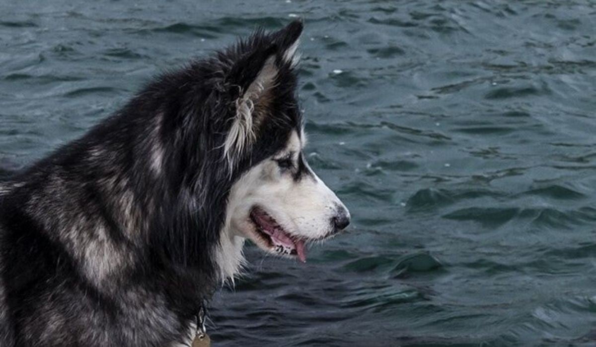 El video del perro siberiano se hizo de más de 22 millones de vistas. (Foto: Referencial - Pixabay)