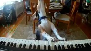 Cámara graba el hilarante momento en que un perro empieza a tocar el piano