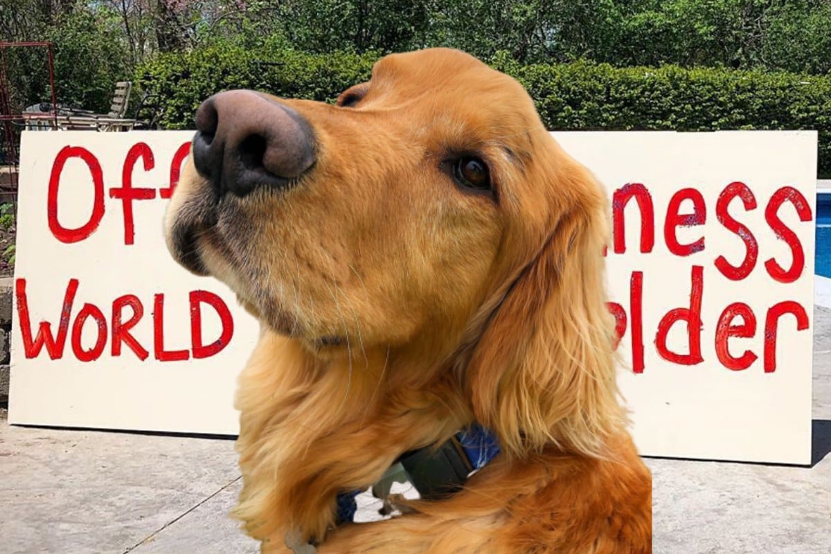 Un perro obtuvo un récord Guinness por su increíble "dominio" de las pelotas y se volvió tendencia en las redes sociales. (Fotos: finnyboymolloy en Instagram)