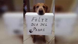 Perro es furor en redes sociales por el emotivo regalo que le dio a su dueño en el Día del Padre
