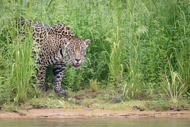 En las últimas dos décadas las poblaciones de jaguares se han reducido hasta en un 25 por ciento. (Foto: Richard Barrett / WWF UK)