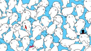 Halla el marshmallow: hay uno oculto entre las focas blancas y tienes 20 segundos para resolverlo [FOTOS]