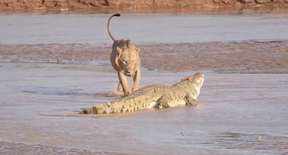El feroz combate a muerte entre un león y un cocodrilo que terminó de forma  inesperada | Video viral | OFF-SIDE | DEPOR