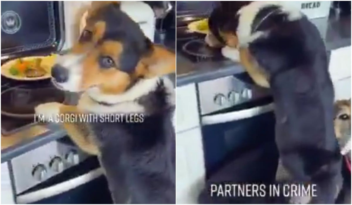 Perros trabajan en equipo para ‘robar’ comida de la estufa y video se vuelve tendencia. (TikTok)