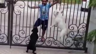 Niño realiza danza tradicional de la India frente a perros y su reacción causa furor en Internet