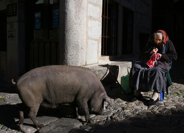 Una anciana observa un cerdo ibérico en las calles de La Alberca, cerca de Salamanca, el 30 de noviembre de 2007. Los cerdos pueden vagar libremente por las calles hasta el 17 de enero de 2008, cuando serán sacrificados según un tradición que se remonta a la edad media  (Foto: Philippe Desmazes / AFP)