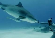 ¡Importante hecho! Biólogo encontró una especie de tiburón que se creía extinta hace más de 100 años [VIDEO]