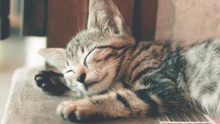 Gato toma una siesta en un sitio poco usual y sorprende a más de uno