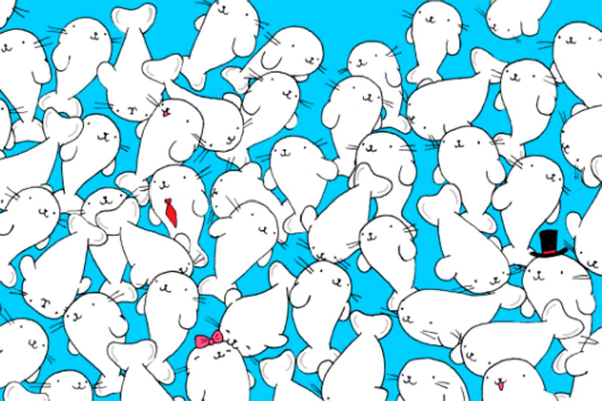 ¿Puedes hallar el marshmallow entre las focas blancas de este desafío visual en redes sociales? (Dudolf)