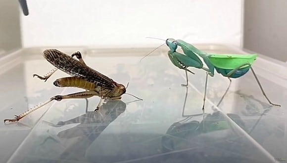 Las mantis religiosas se caracterizan por ser unas silenciosas cazadoras que se acercan a sus presas con movimientos lentos o esperan camufladas para atacar. (Foto: InsecthausTV / YouTube)