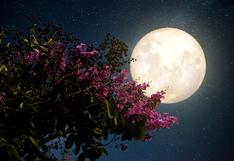 Calendario lunar mayo 2024: ver las fases de la llamada Luna de las Flores y fecha 