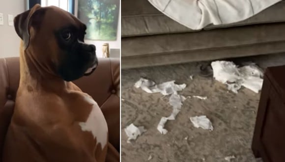 El perro destrozó varios rollos de papel higiénico y luego intentó disimular que no había hecho nada malo. (Foto: ViralHog / YouTube)