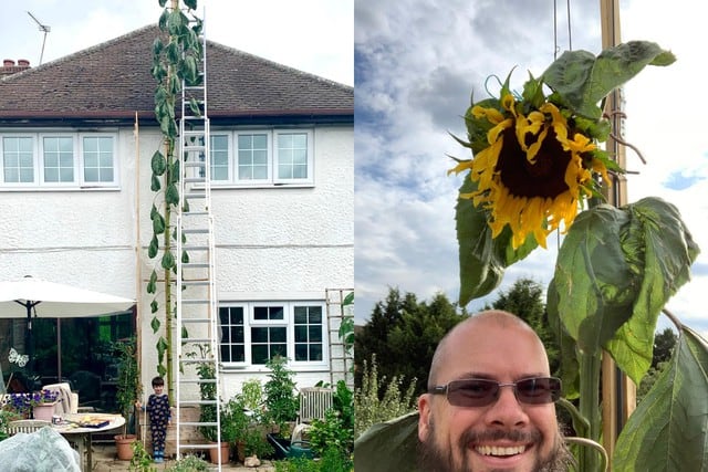 FOTO 1 DE 3 | Un padre del Reino Unido cultivó un girasol más grande que su casa para cumplir el deseo de su menor hijo. | Crédito: @sweetpeasalads / Twitter. (Desliza a la izquierda para ver más fotos)