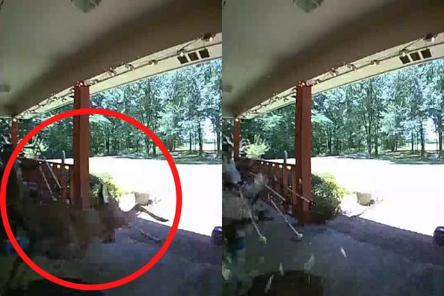 FOTO 1 DE 5 | Una cámara de seguridad grabó el momento en que un ciervo se estrelló contra una casa. | Crédito: @ceo_country en TikToK. (Desliza a la izquierda para ver más fotos)