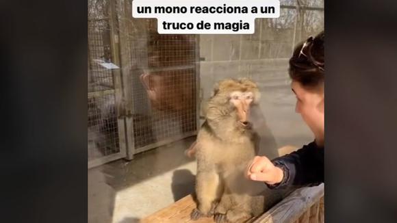 He showed a magic trick to a monkey and his reaction is viral (Video: TikTok/@raimbow.memes).