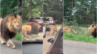 Un safari dentro de las calles: león persigue a leonas en un atasco en Inglaterra