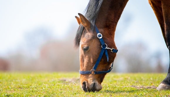 La famosa dieta del caballo tiene como prioridad ingerir alimentos que el cuerpo lo asimile con rapidez. (Foto: Freepik).