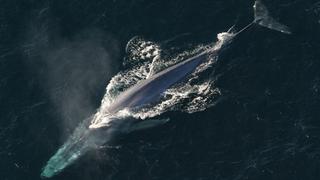 El aterrador momento en que una ballena engulle a dos personas en el mar de California
