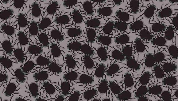 Tu tarea de hoy es encontrar las moscas en la imagen. ¿Puedes hacerlo? (Foto: Noticieros Televisa)