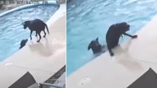 Un perro salva a su amigo que estuvo cerca de morir ahogado y escena conmueve a miles