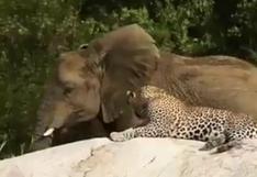 Video viral prueba que incluso a los leopardos les encanta ver la majestuosidad de los elefantes