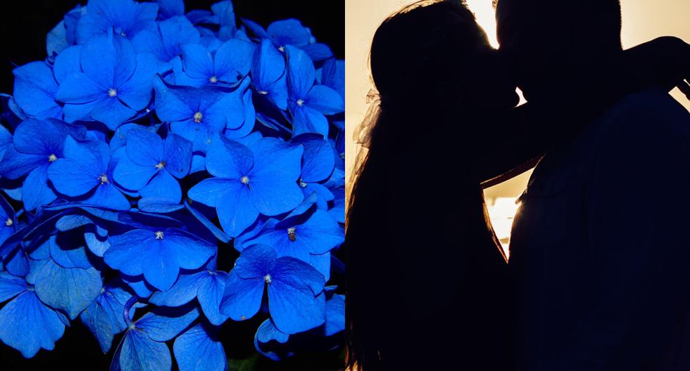 ¿Por qué se obsequian flores azules hoy, 3 de octubre, por el Día del Novio en Chile?