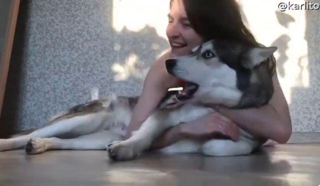 Este fue el momento en que el can fue abrazado.  (Foto: ViralHog | YouTube)