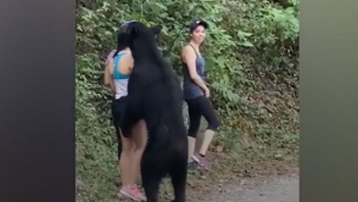 Ya es tendencia: oso negro se ‘enamoró’ a primera vista de una joven en México y es viral. (Foto: Captura/YouTube)