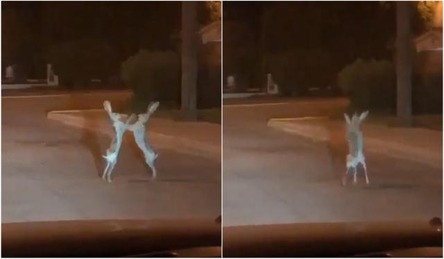 El rincón del box protagonizaron dos liebres en plena calle. (Captura/Twitter)