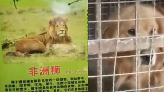 Un zoológico en China anuncia la exhibición de un león africano, pero muestran a un perro