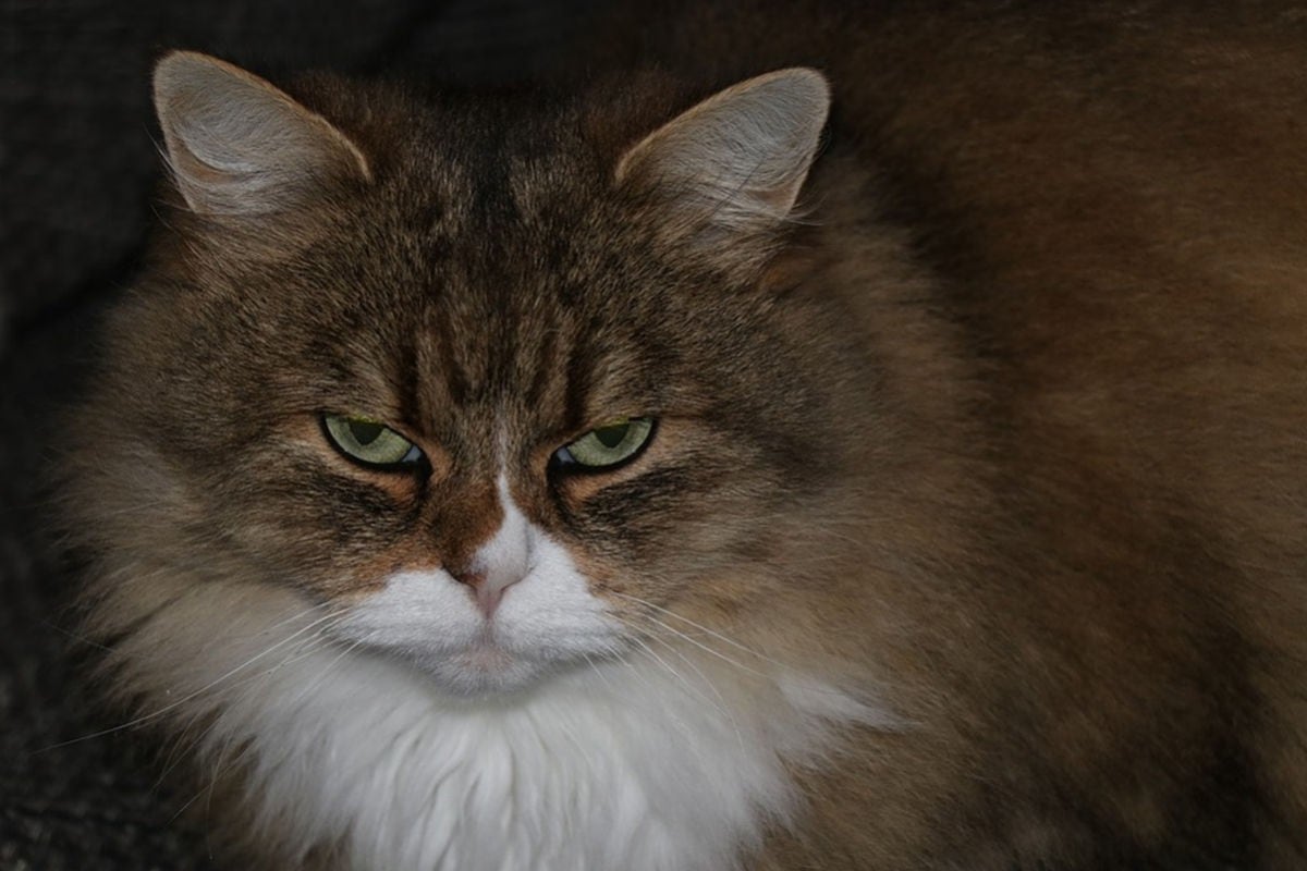 El protagonista de este viral es un gato que tiene un problema de obesidad y no quiere hacer nada para mejorar. (Pixabay)