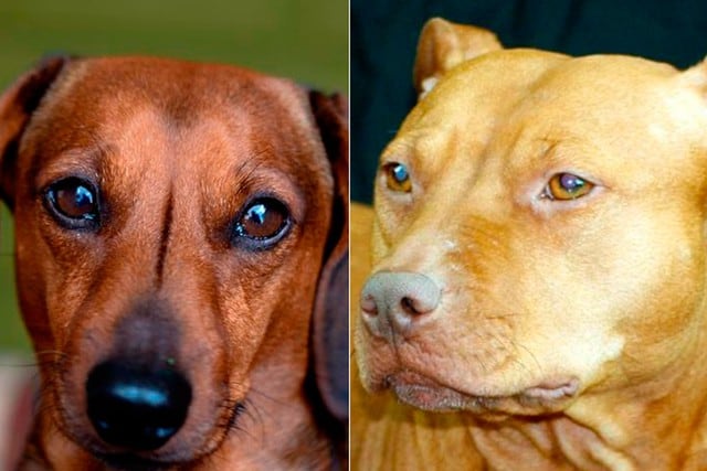 ¿Qué sale del cruce entre un pitbull y un perro salchicha? En las próximas imágenes te sorprenderás tú mismo. (Foto: Pixabay)