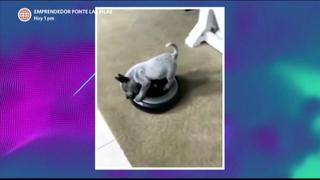 Video Viral: Mira el mejor compilado de mascotas en las redes sociales