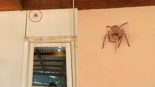Araña de tamaño colosal engulle a lagartija a plena vista de todos