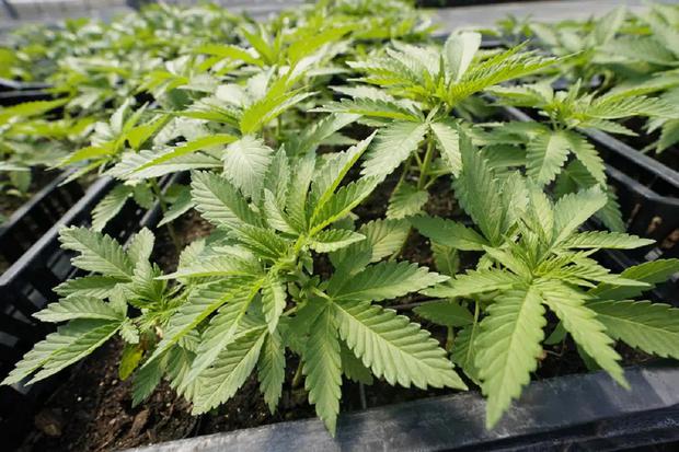 Las plantas de marihuana para el mercado recreativo de adultos se ven en un invernadero en Hepworth Farms en Milton, N.Y., 15 de julio de 2022. (Foto de AP/Mary Altaffer)