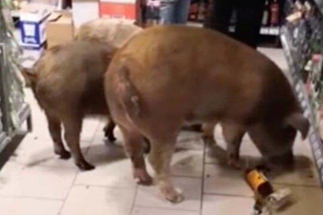 El personal de la tienda logró ahuyentar a los porcinos, que posteriormente fueron recapturados por su propietario. (Foto: VK.com)