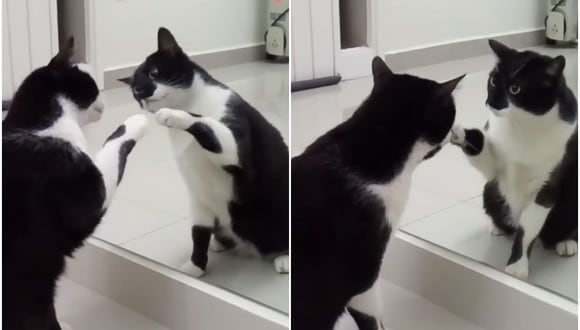 Se viralizó en las redes sociales la tierna reacción de un gato al ver su propio reflejo en un espejo. (Foto: Mabel Katz / Facebook)