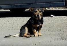 El estremecedor descubrimiento que hicieron unos voluntarios al rescatar a un perro sin hogar