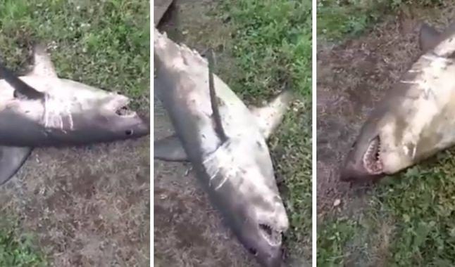 Un impactante video en el que cazan a un tiburón de 100 kilos se ha vuelto viral en las últimas horas. [FOTOS]