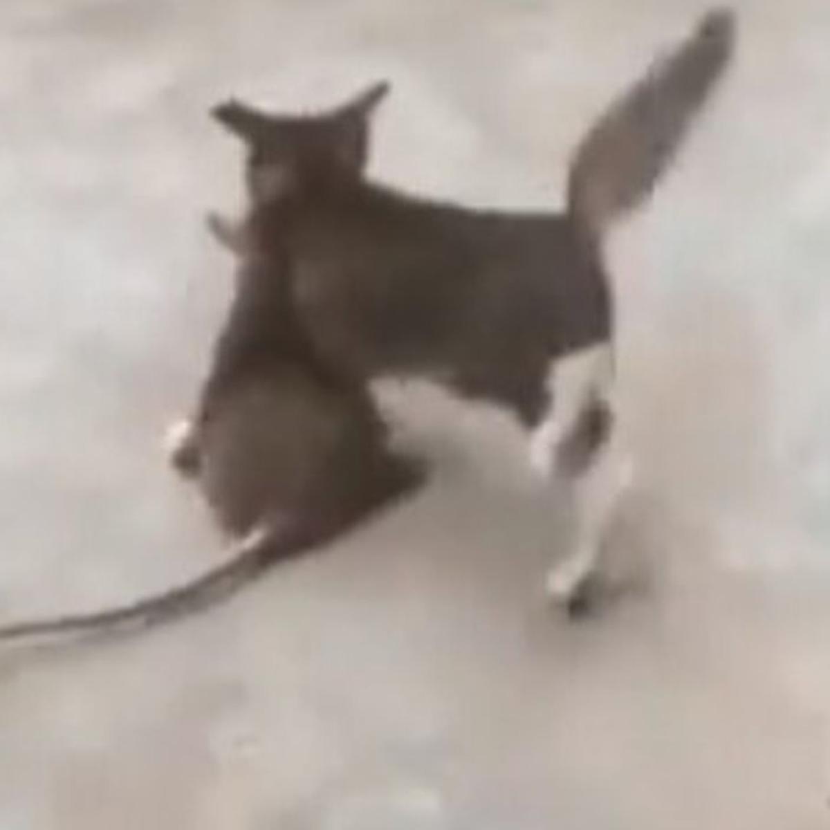 TikTok VER VIDEO AHORA: rata gigante pelea contra un gato bebé y final sorprende a usuarios | VIDEO | FOTO | Tendencia | Virales | Redes Sociales | YouTube | Facebook