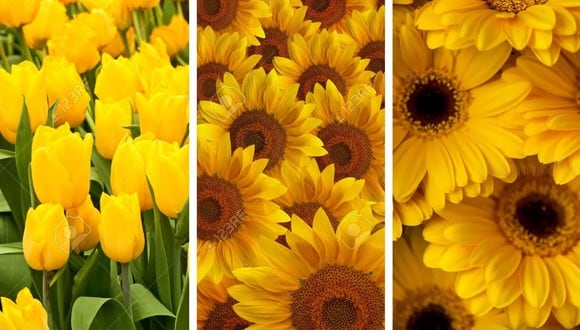 Lista de los mejores tipos de flores amarillas para poder regalar este 21 de marzo en México, Estados Unidos, Puerto Rico y Canadá por la llegada de la primavera. (Foto: Collage)