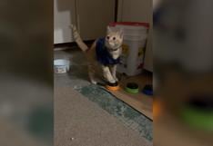 Gatito ‘aprende a hablar’ con botones, insulta a sus dueños y es viral en YouTube