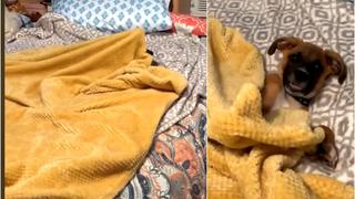 Como un humano más: perro se cubre con una manta antes de dormir y da la vuelta al mundo [VIDEO]