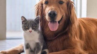 Perro y gato son tendencia al enfrentarse en una singular ‘competencia’ de obstáculos