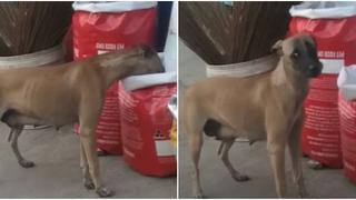 ¡En cuestión de segundos! Perro callejero es sensación en redes sociales tras agarrar comida de una tienda [VIDEO]